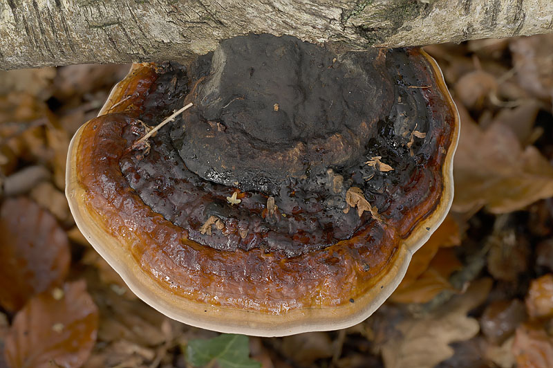 Fomitopsis pinicola